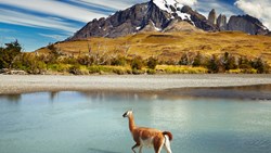 XL Chile Patagonia Guanaco Crossing River In Torres Del Paine National Park