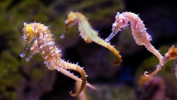 Xl Hawaii Seahorses