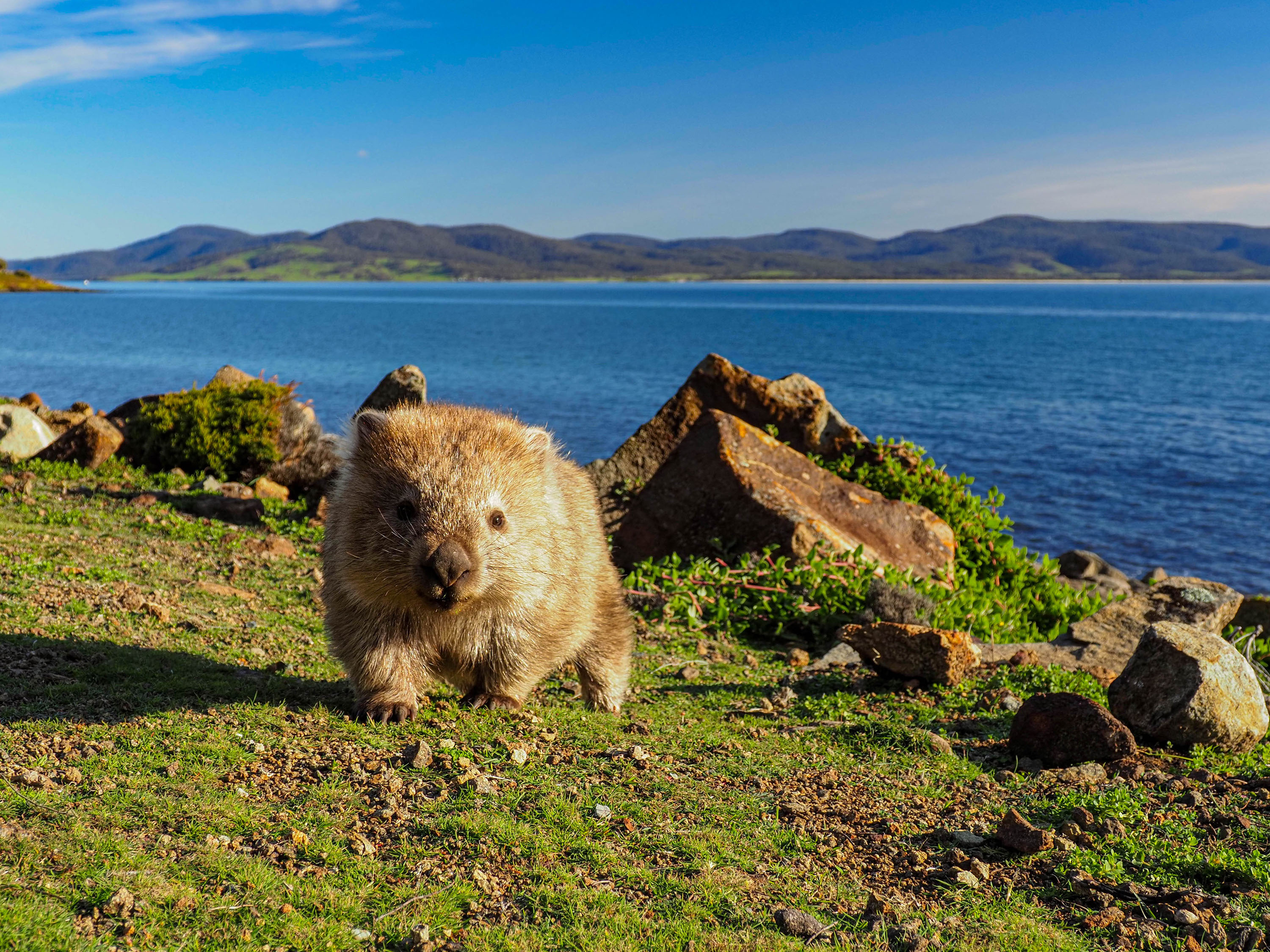 Australia Tasmania Maria Island Wombat