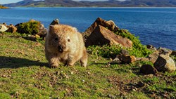 Australia Tasmania Maria Island Wombat