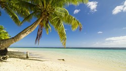 Xl Samoa Island Beach Coconut Palm Tree Ocean South Pacific