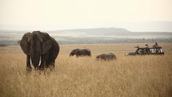 Xl Kenya Rekero Camp Savannah Game Drive Elephants