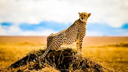 XL Tanzania Serengeti Safari Cheeta