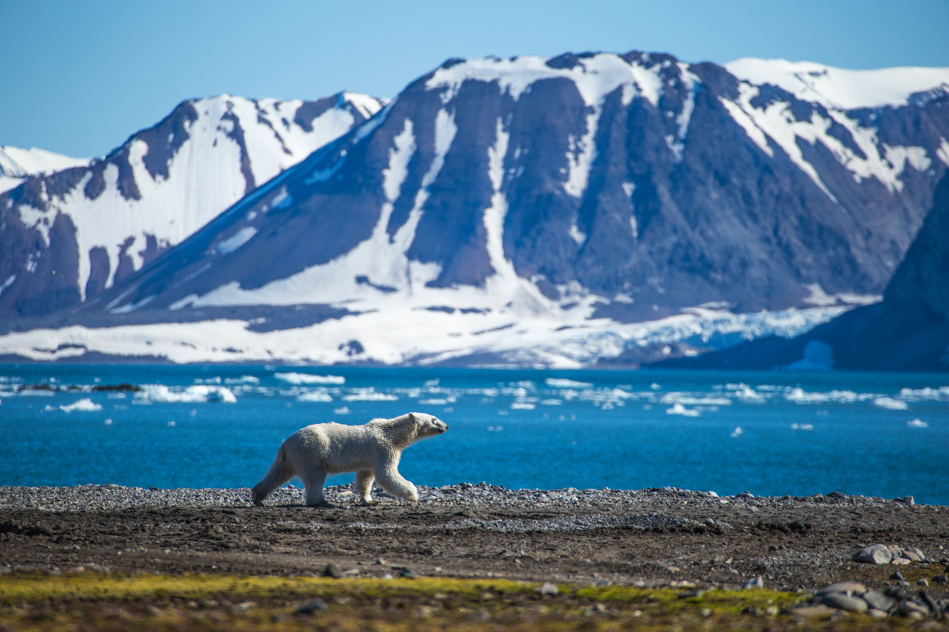 Xl Svalbard Polar Bear Summer Animal