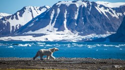 Xl Svalbard Polar Bear Summer Animal