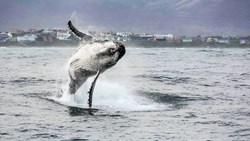 Xl South Africa Cape Town Gansbaai White Shark Tour Humpback