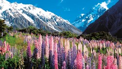 XL Mt Sefton Lupins Flowers Mountains Nature Landscape New Zealand