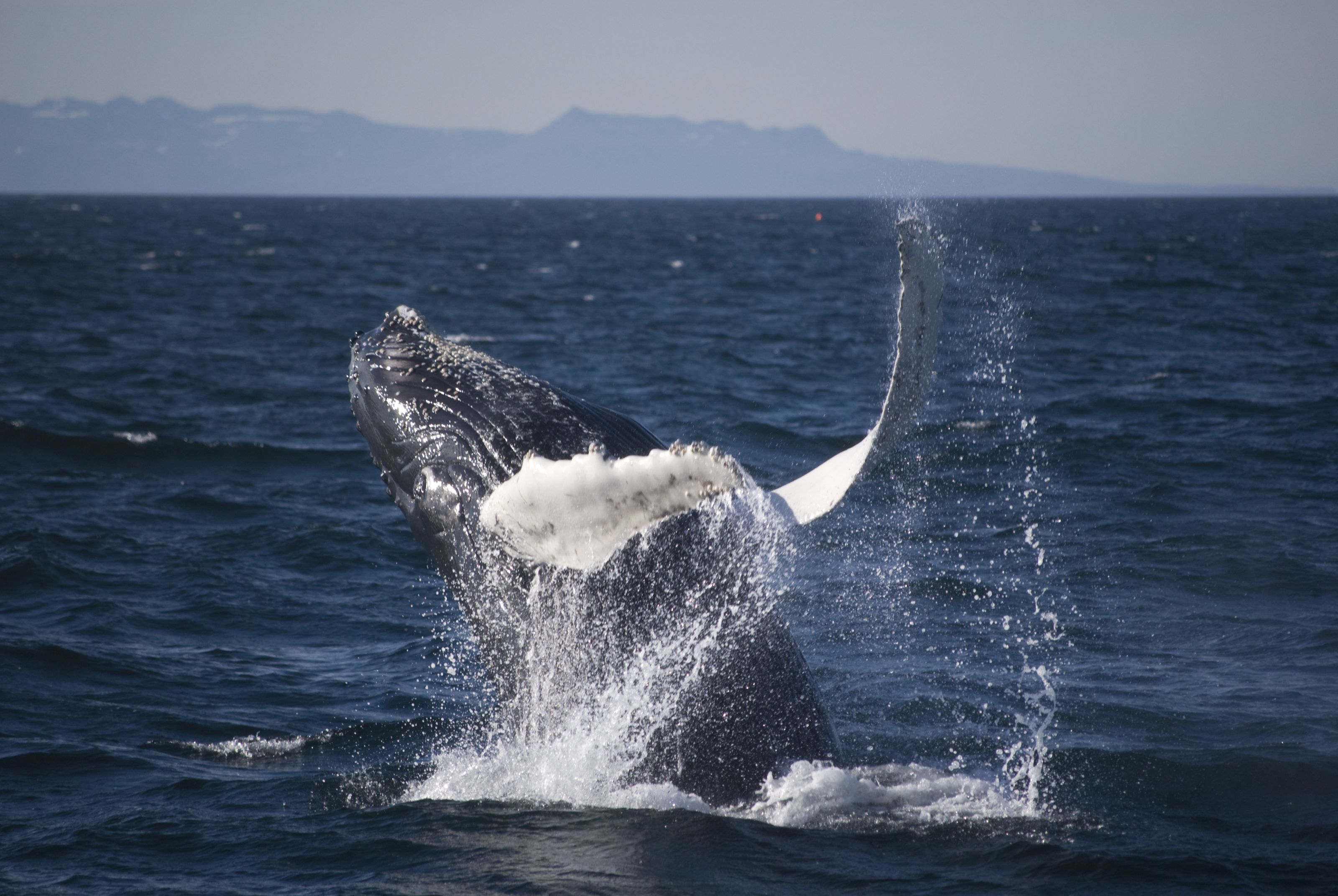 Xl Iceland Whale Watching Breaching Humpback Whale Close
