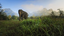 Xl Thailand Khao Sok Elephant Hills Tented Camp Elephant Landscape