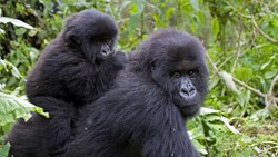 XL Rwanda Virunga National Park Two Mountain Gorillas