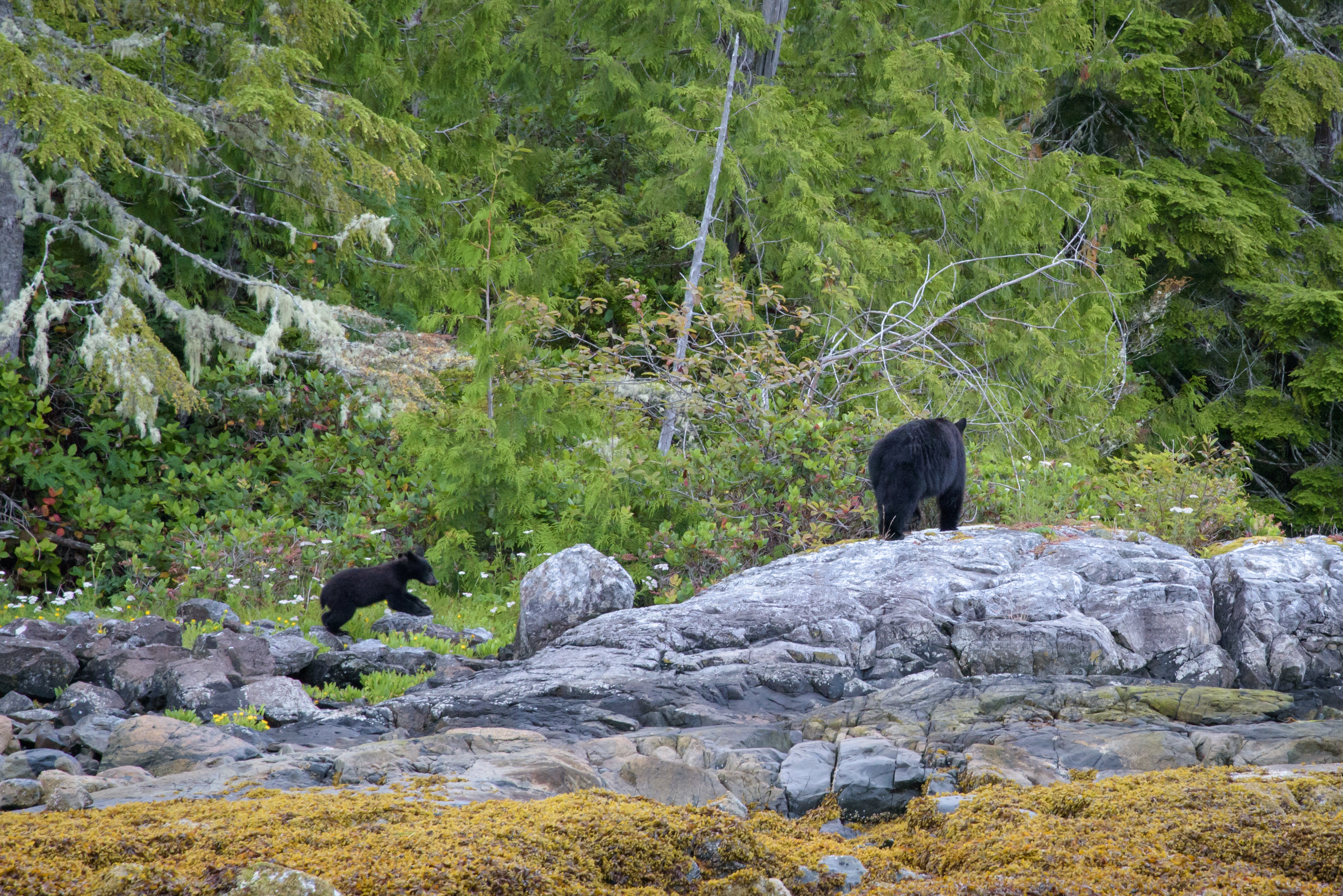 Xl Canada Tofino Black Bear With Cup Edge Of Rain Forest
