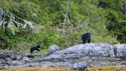 Xl Canada Tofino Black Bear With Cup Edge Of Rain Forest