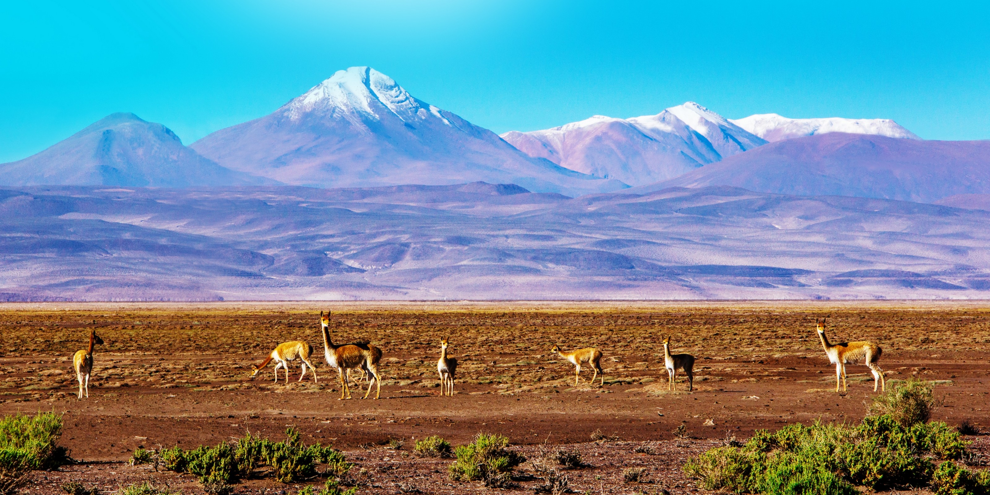 XL Bolivia Vicuñas In Bolivia