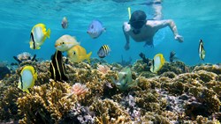 XL Mexico Coral Reef Snorkling