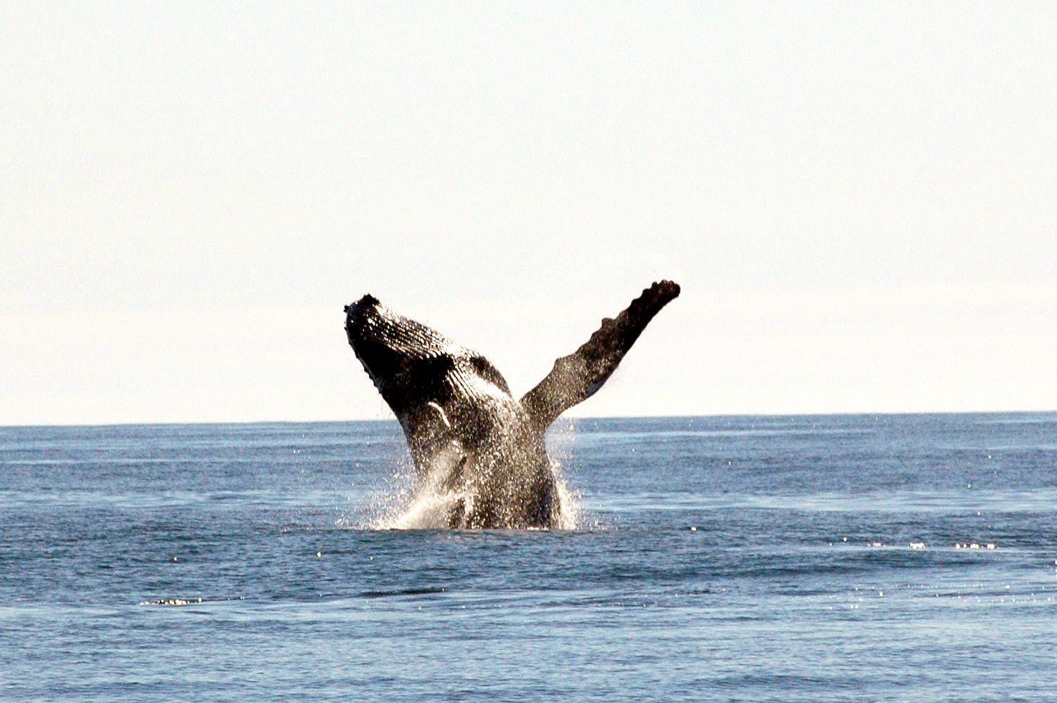 Small Canada Tofino Whalewatching