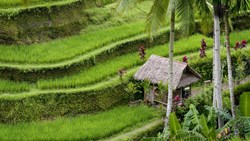 XL Indonesia Bali Rice Terraces Fields In Tegallalang Near Ubud. This Method Of Irrigation Is Known As Subak