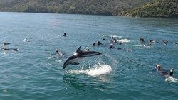 Xl New Zealand Picton Dolphin Cruise Swimming