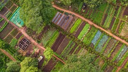 Xl Tanzania Karatu Gibbs Farm Aerial View Garden Scott Ramsay