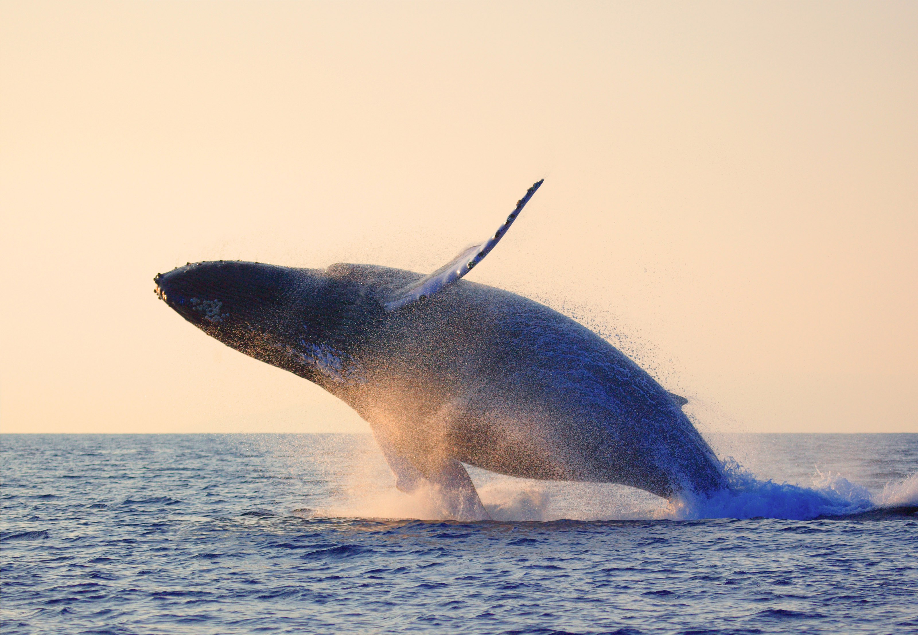 Xl Hawaii Humpback Whale Breaching Animal
