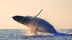 Xl Hawaii Humpback Whale Breaching Animal
