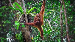 XL Borneo Orangutang In Semenggoh Wildlife Rehabilitation Centre