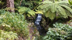 Xl New Zealand Rainforest Ferns Path Small Waterfall
