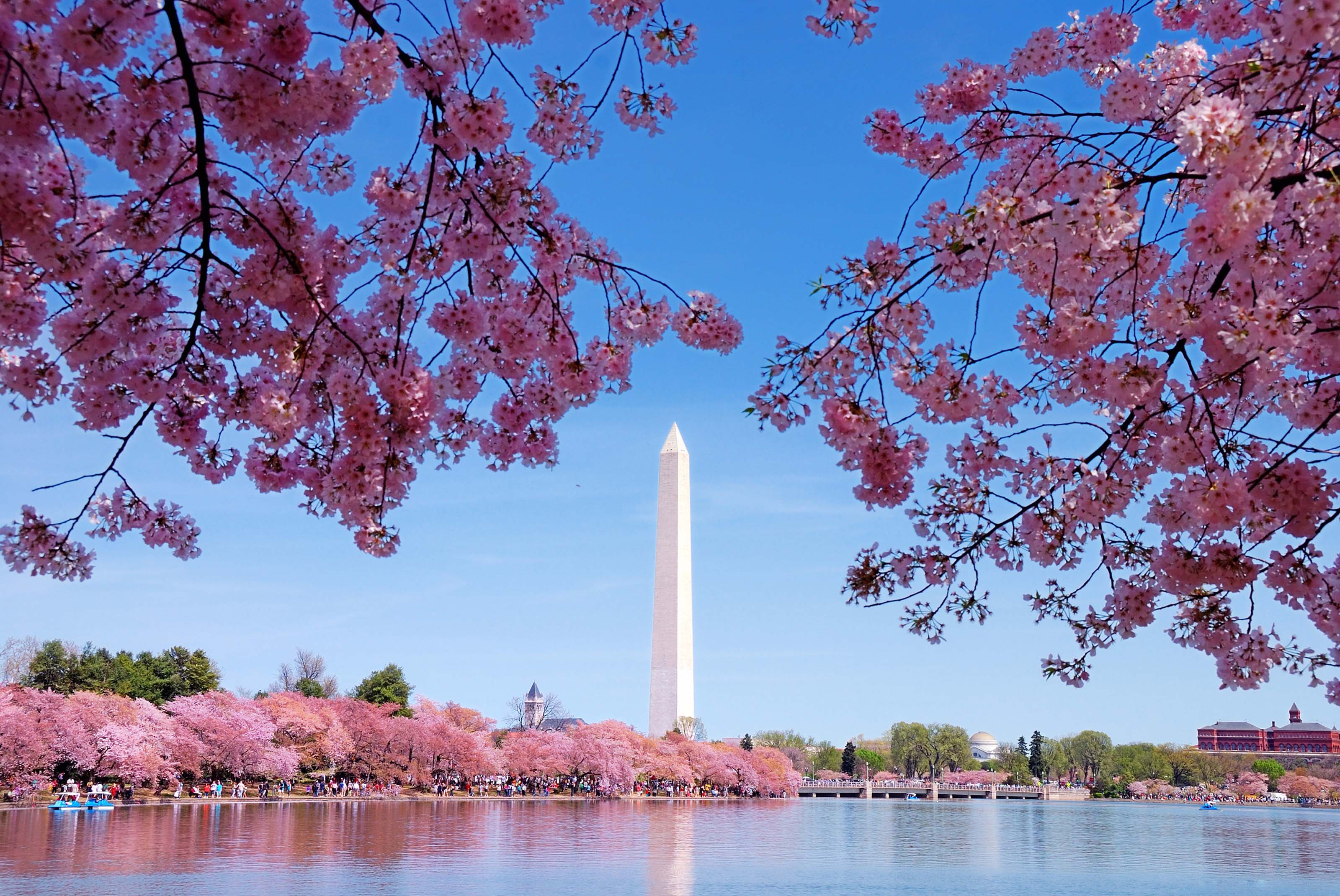 XL Washington DC Cherry Blossom Trees Flowers Lake Washington Monument USA