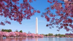 XL Washington DC Cherry Blossom Trees Flowers Lake Washington Monument USA