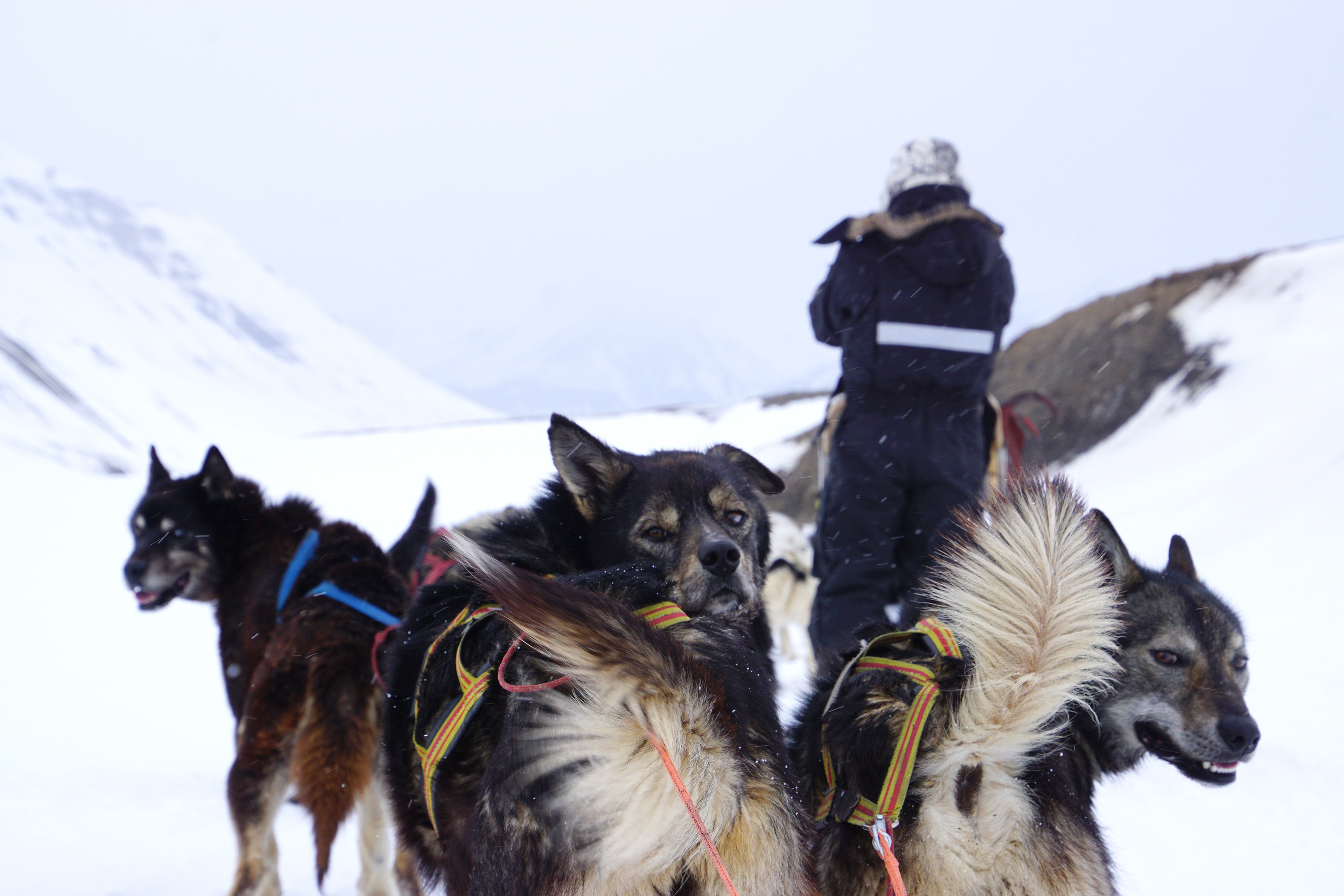 Xl Svalbard Husky Dog Sled Sledge Animals