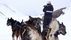 Xl Svalbard Husky Dog Sled Sledge Animals