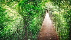 XL Costa Rica Monteverde National Park Canopy Walk Bridge