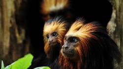 XL Brazil Golden Headed Lion Tamarin With Baby Animals Wildlife