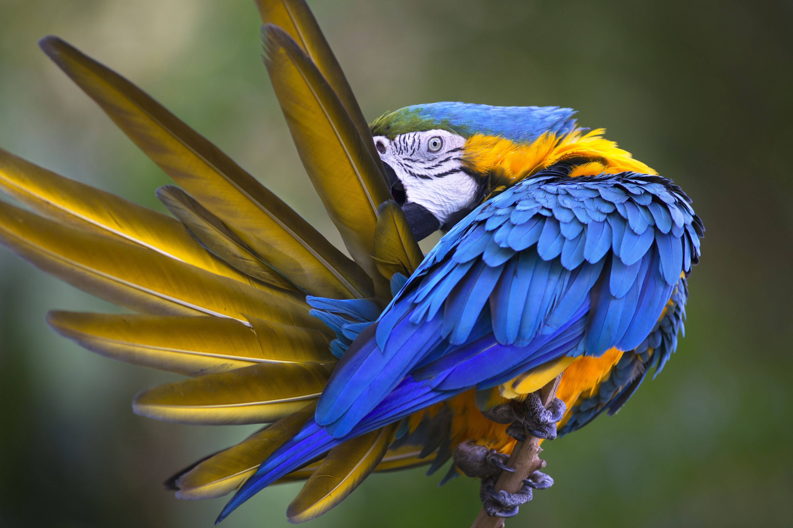XL Ecuador Amazon Blue And Yellow Macaw Ara Ararauna Bird Animal