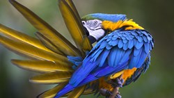 XL Ecuador Amazon Blue And Yellow Macaw Ara Ararauna Bird Animal