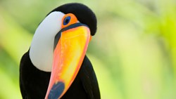 XL Brazil Head Of Toucan