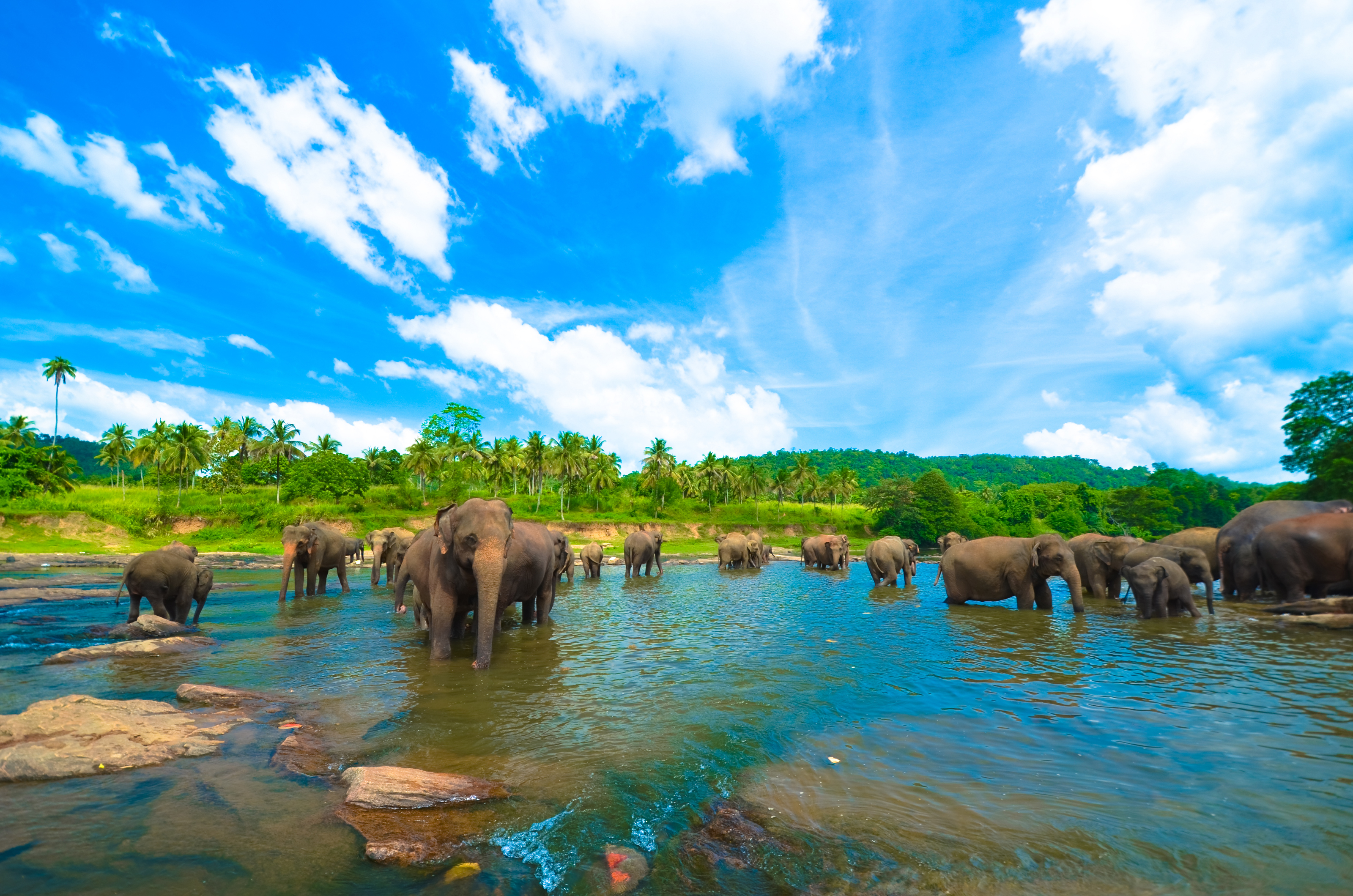 Xl Sri Lanka Elephant Herd River Nature Animal