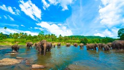 Xl Sri Lanka Elephant Herd River Nature Animal