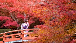 Xl Japan Woman Japanese Kimono Temple Garden Bridge Fall Autumn