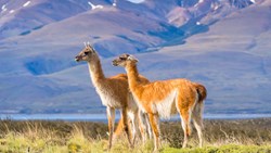 XL Chile Patagonia Guanacos Animals Nature