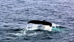 Humpback Whale Tail Spraying Water In Beagle Channel Antarctica