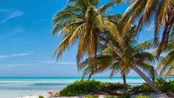 Xl Caribbean Gran Cayman Seven Mile Beach Palmtrees