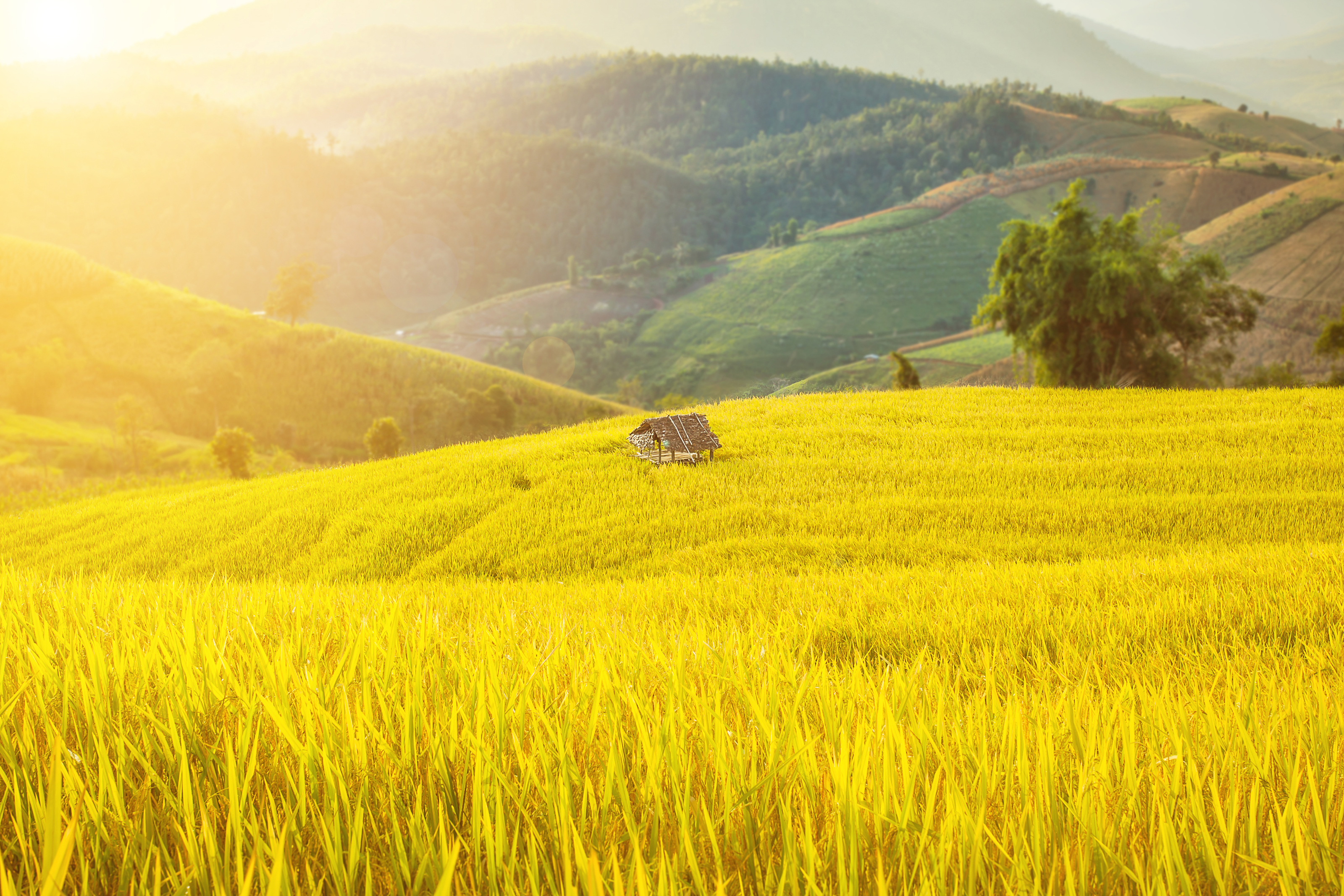 Xl Burma Myanmar Rice Field Mountains