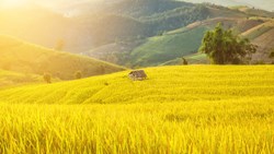 Xl Burma Myanmar Rice Field Mountains