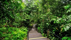 Xl Borneo MY Nature Resort Nature Boardwalk Jungle
