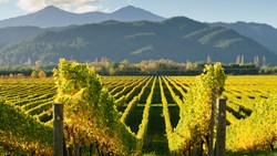 XL View Vineyards Marlborough District New Zealand South Island Wine Nature