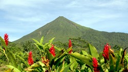 XL Costa Rica Arenal Volcano With Red Flowers