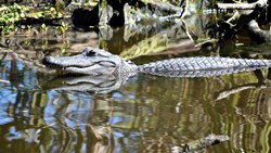 Xl USA Louisiana New Orleans Alligator Jean Lafitte National Historical Park And Preserve Wetland