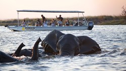 Xl Botswana Chobe National Park Chobe River Pangolin Photo Safari Elephants Swimming