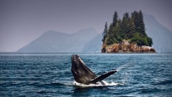 Alska Whale