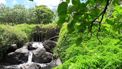 XL French Polynesia Tahiti 4Wd Waterfall Nature Plants